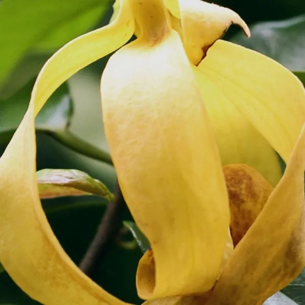 Ylang Ylang