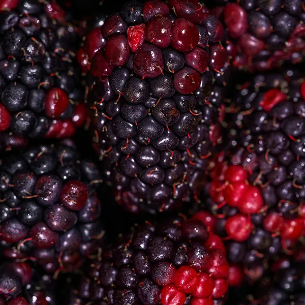 Brombeere