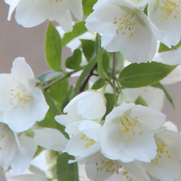 Jasminblüte