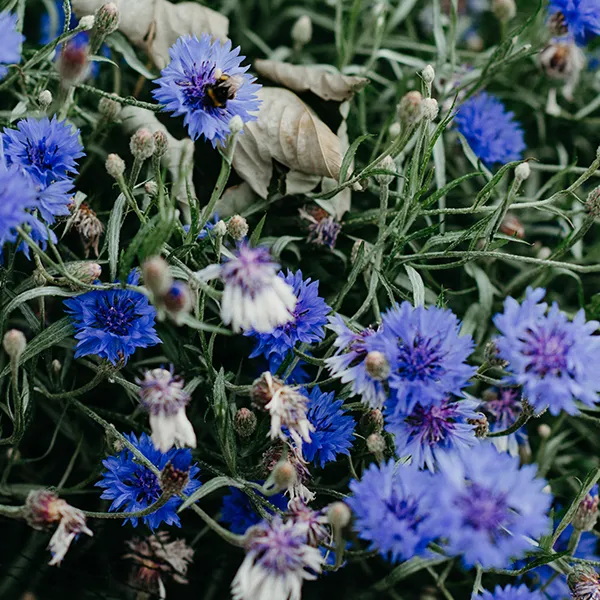 Blaue Kornblume