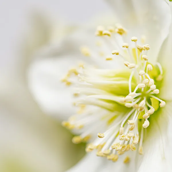 Lindenblüte