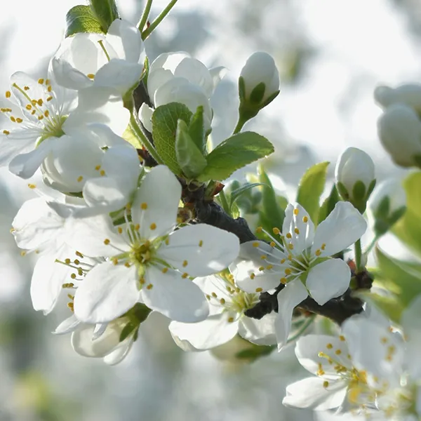 Mandelblüte