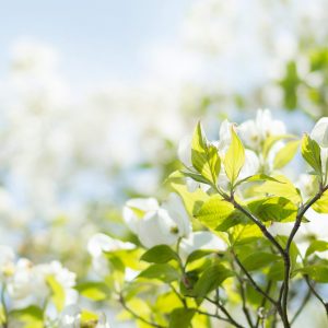 Blueten_weiss