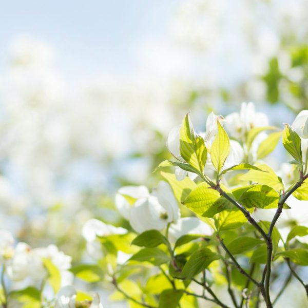 Blueten_weiss
