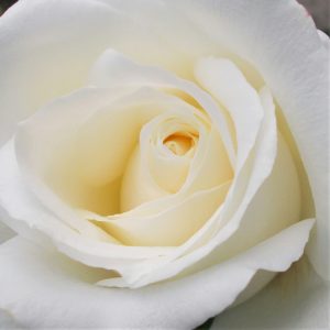 weisse_Rose